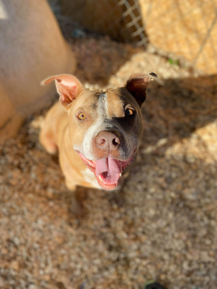 Bruce Almighty, an adoptable Boxer, Mastiff in Troy, AL, 36081 | Photo Image 1