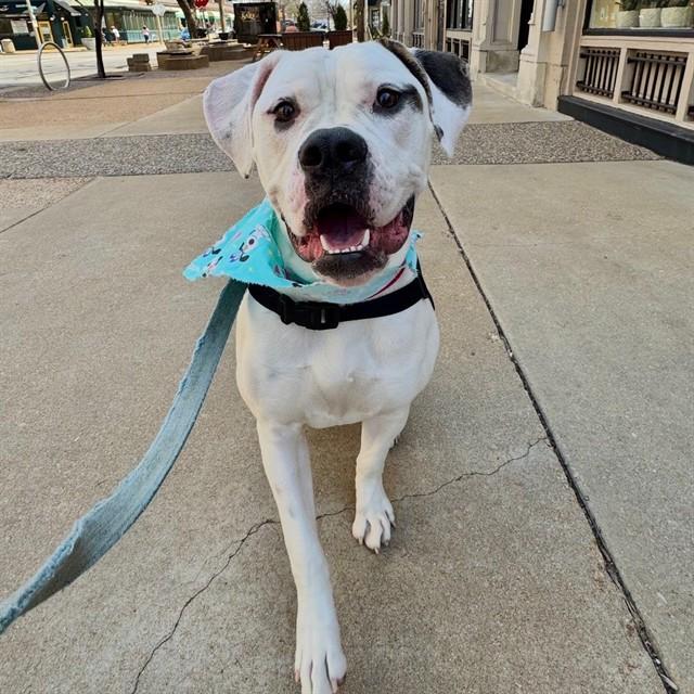 BISCUIT, Adoptable, Young Female American Bulldog & Mixed Breed.