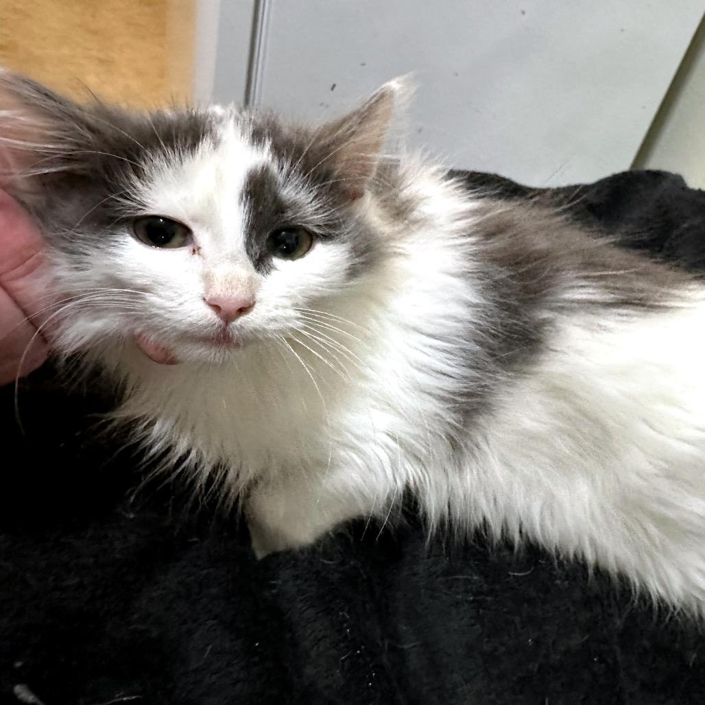 Nigel, Adoptable, Kitten Male Domestic Long Hair.