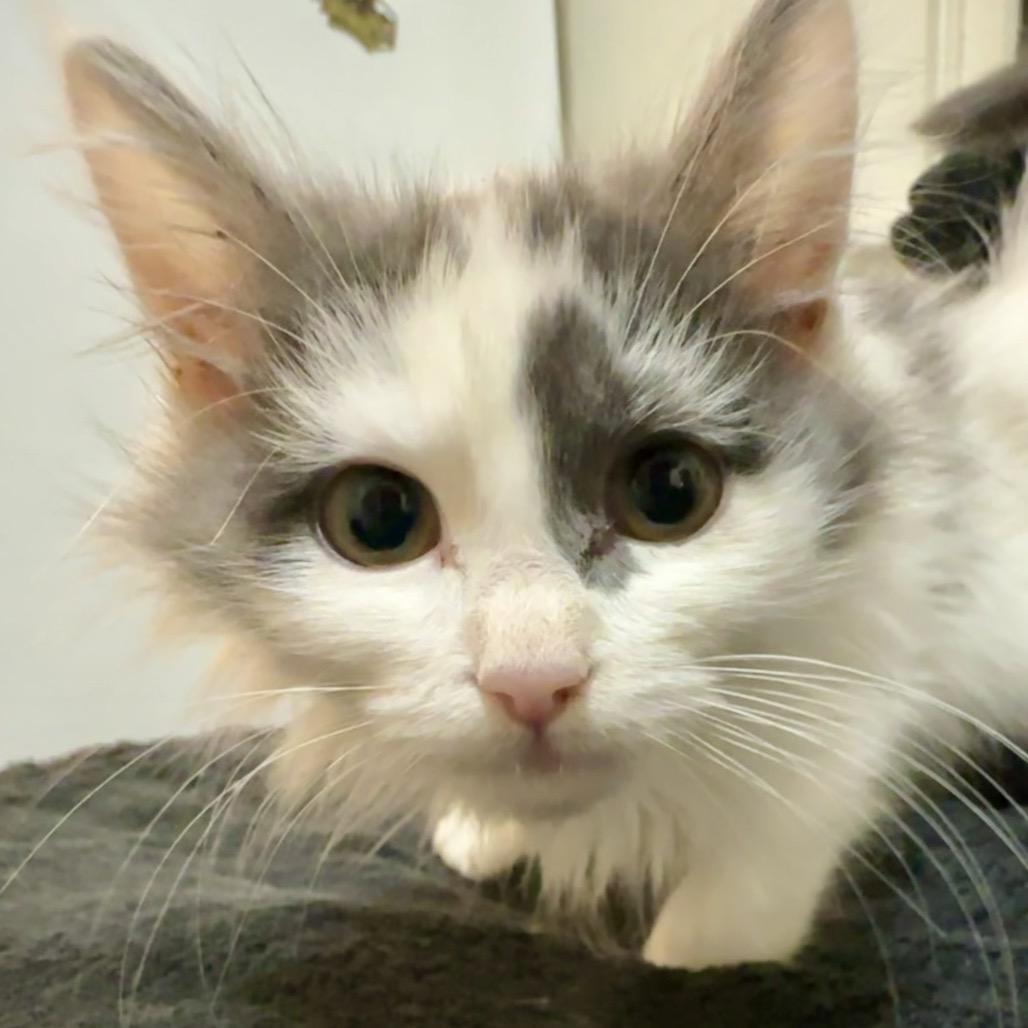 Nigel, a Adoptable Domestic Long Hair in Pittsburg, KS image 1/2