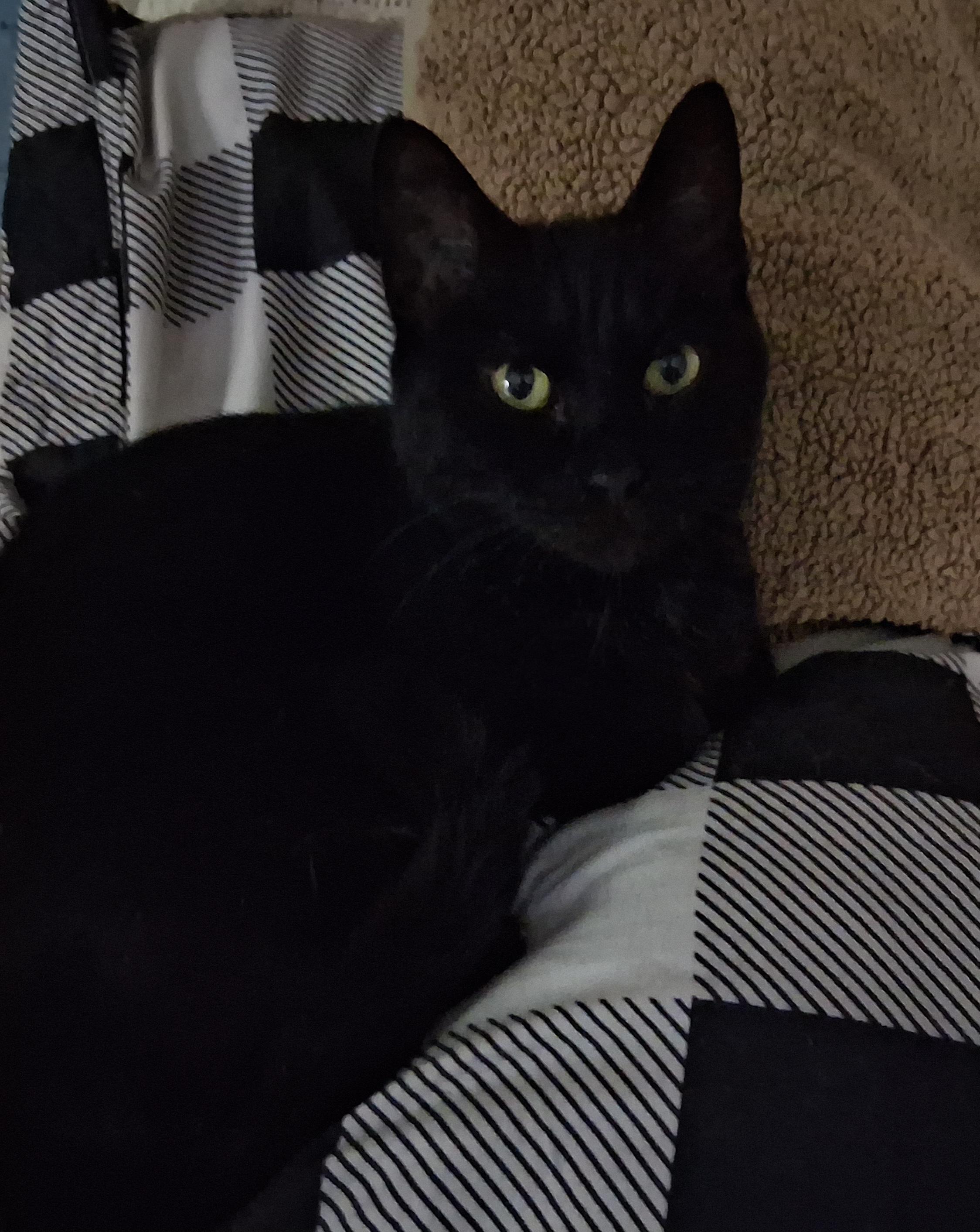 Midnight, ADOPTABLE, Senior Male Domestic Short Hair.