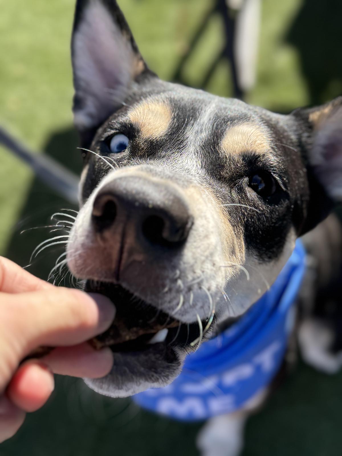 Enlarge Fritz, a Adoptable mixed breed in Scottsdale, AZ image 5/5