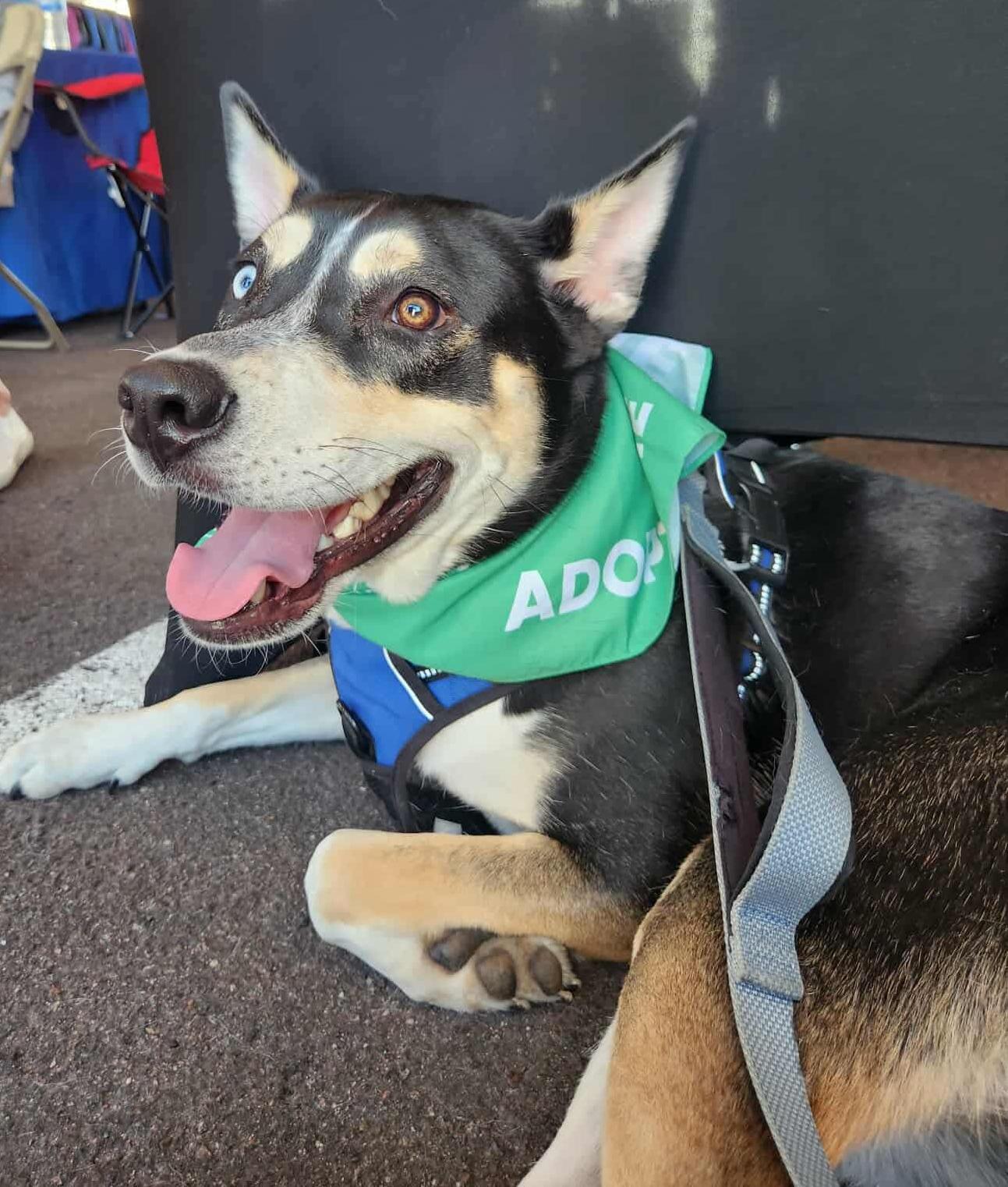 Fritz, a Adoptable mixed breed in Scottsdale, AZ image 2/5