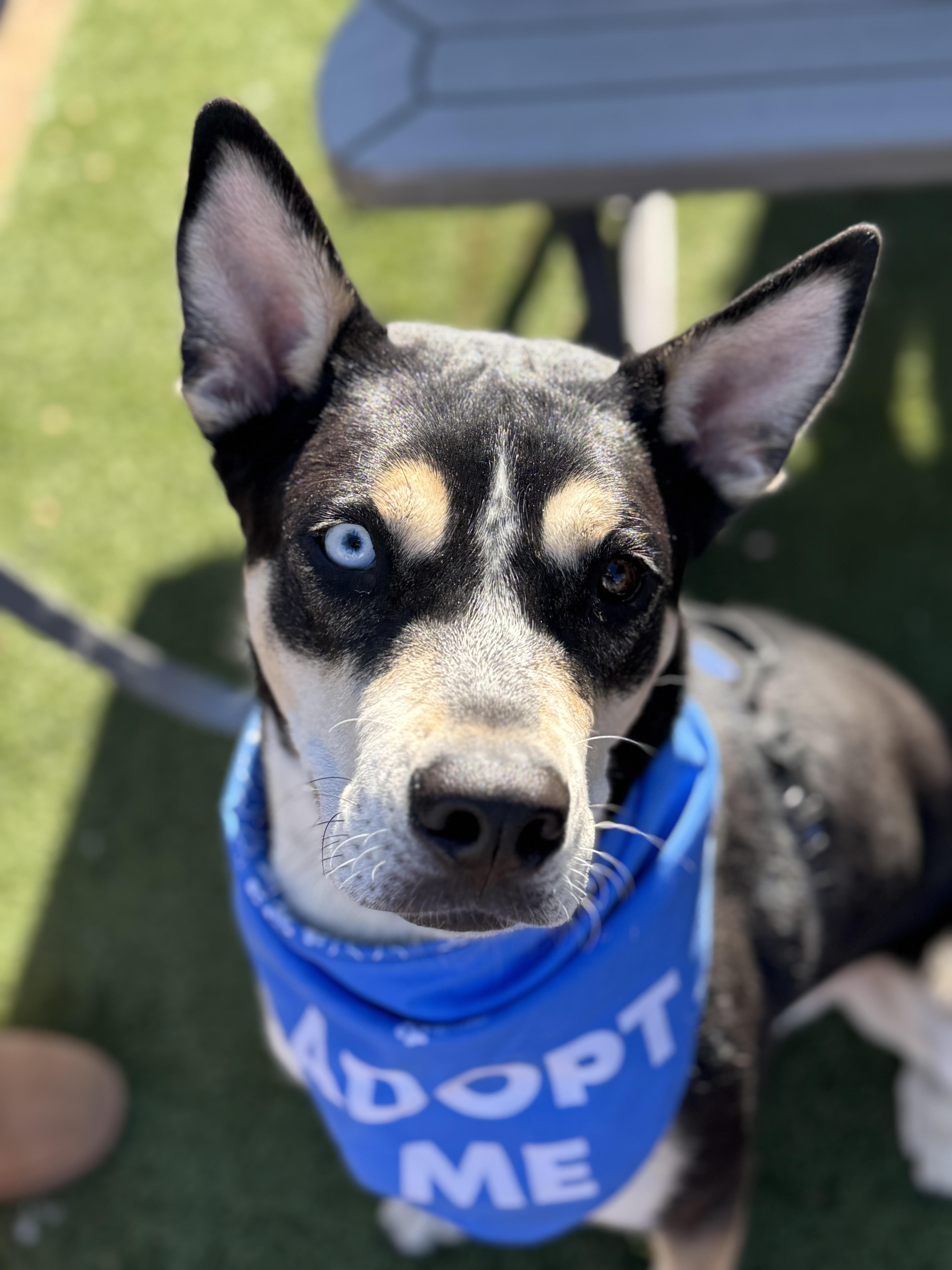 Enlarge Fritz, a Adoptable mixed breed in Scottsdale, AZ image 4/5