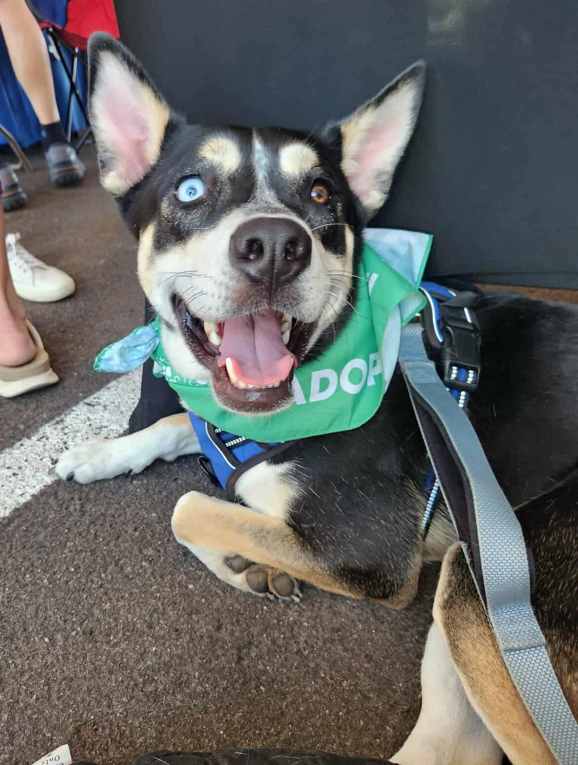 Fritz, a Adoptable mixed breed in Scottsdale, AZ image 1/5