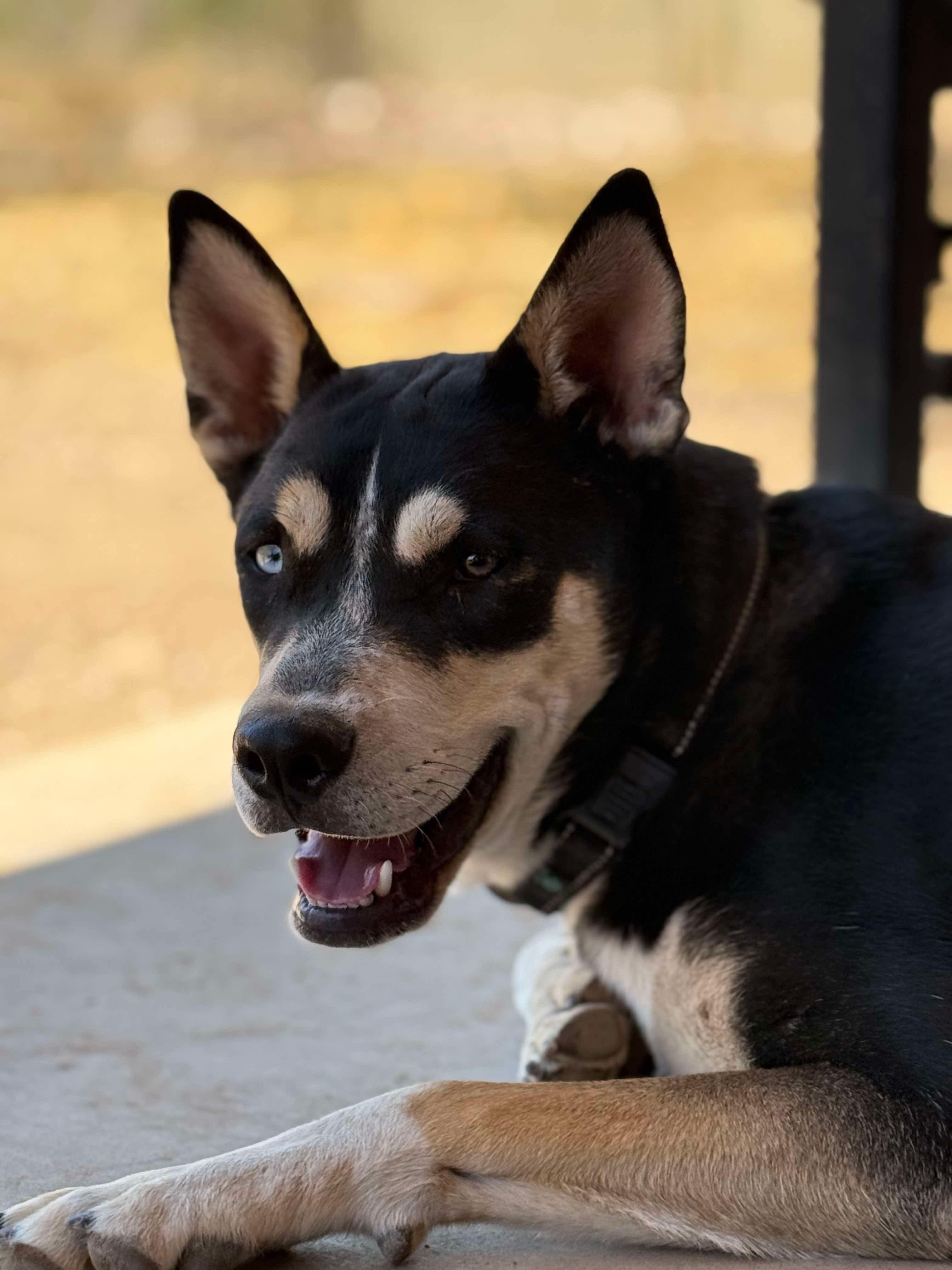 Fritz, a Adoptable mixed breed in Scottsdale, AZ image 5/5