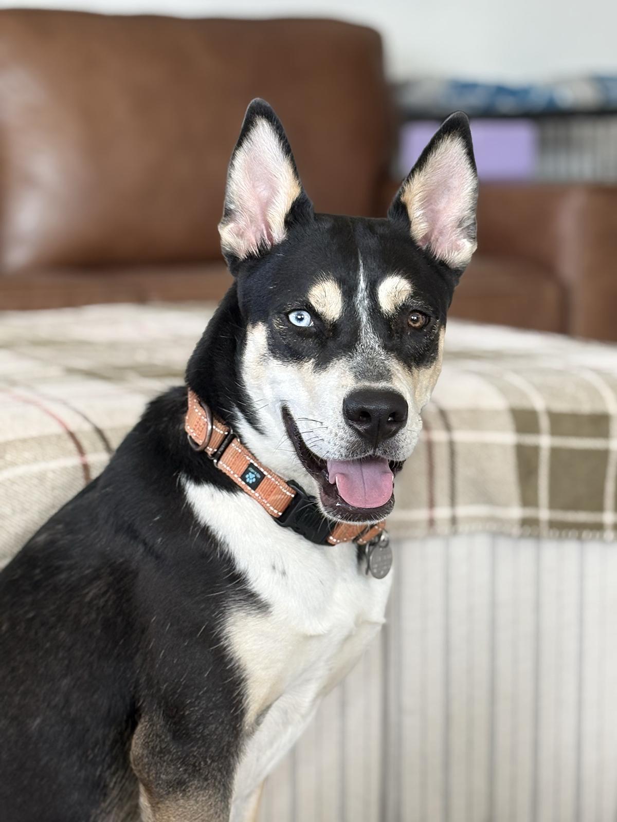 Fritz, Adoptable, Young Male Siberian Husky & Husky.