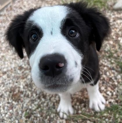 Celaena, adopted, Puppy Female Border Collie & Pit Bull Terrier.