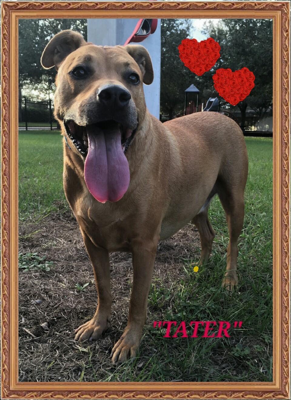 Tater, an adoptable Labrador Retriever in Ocala, FL, 34474 | Photo Image 1