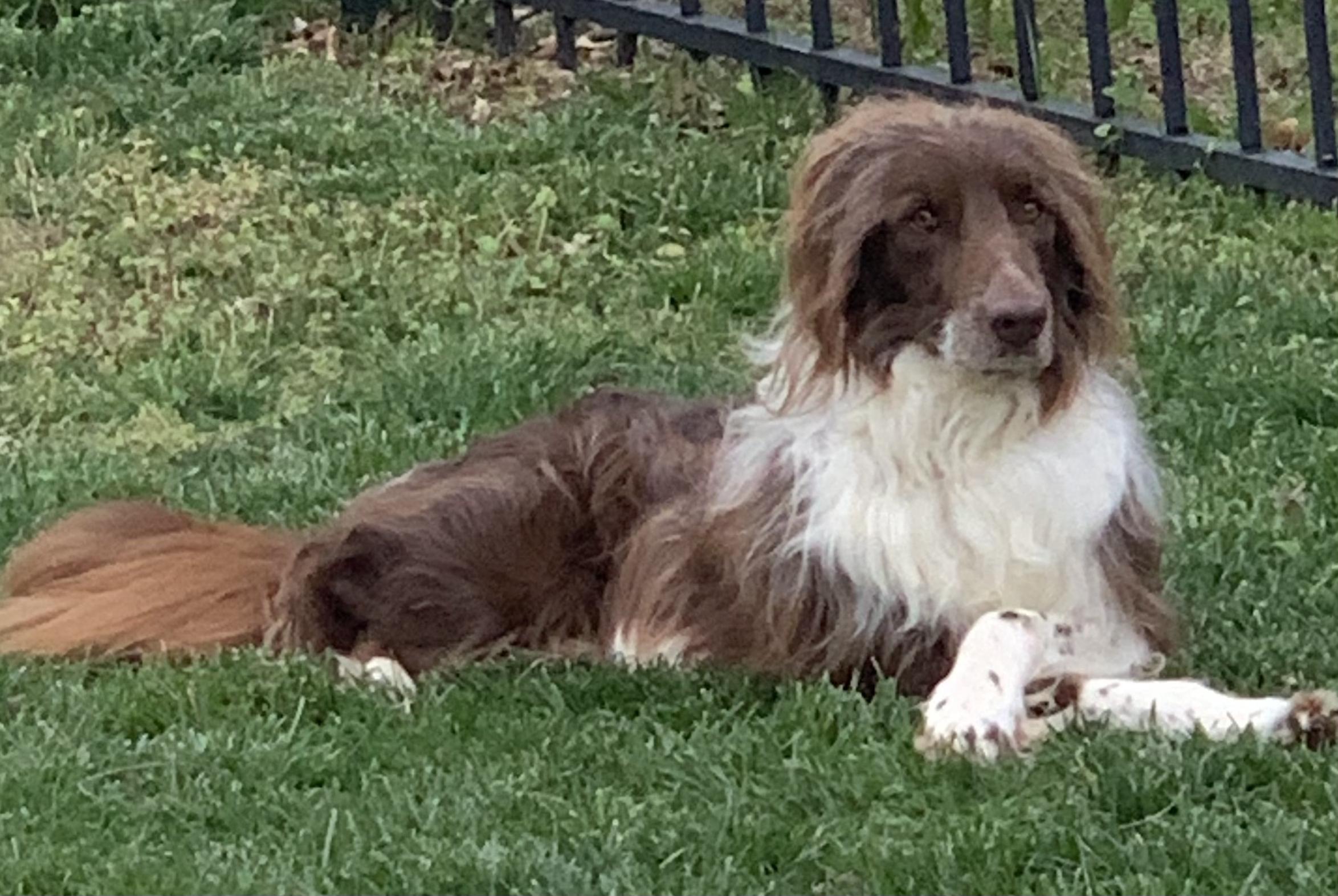 Enlarge Ranger, a ADOPTABLE Labradoodle in Lexington, KY image 3/5