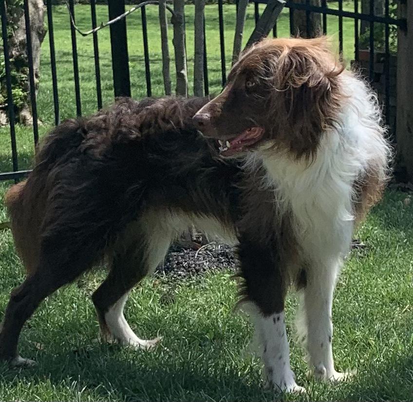 Enlarge Ranger, a ADOPTABLE Labradoodle in Lexington, KY image 4/5