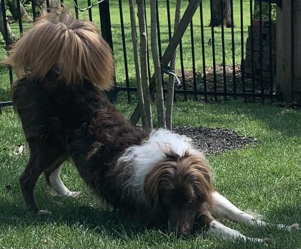 Ranger, ADOPTABLE, Young Male Labradoodle.