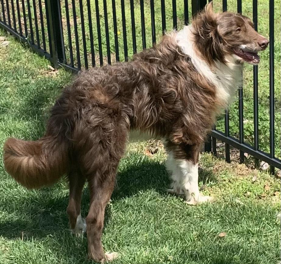 Enlarge Ranger, a ADOPTABLE Labradoodle in Lexington, KY image 5/5