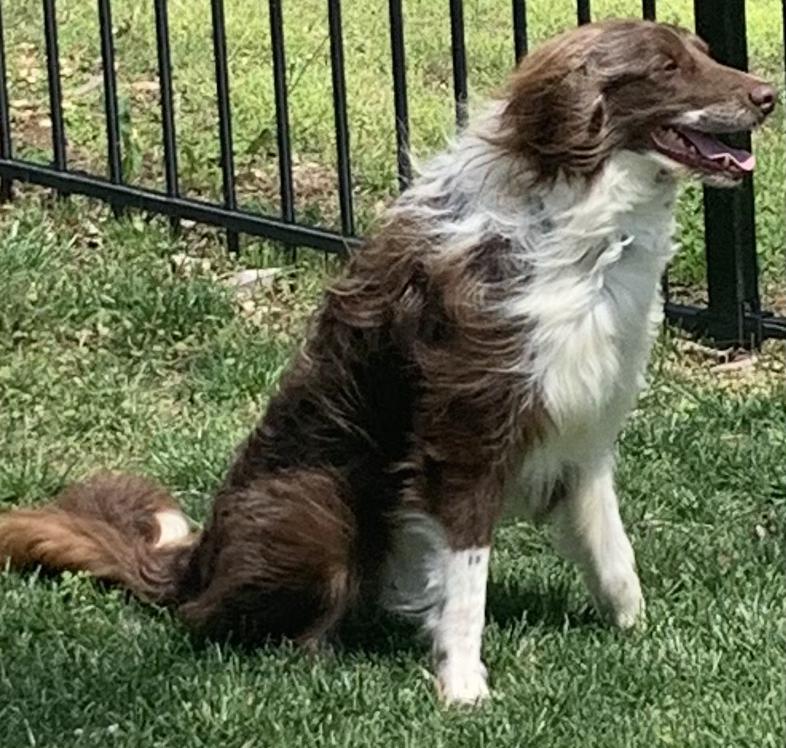 Enlarge Ranger, a ADOPTABLE Labradoodle in Lexington, KY image 2/5