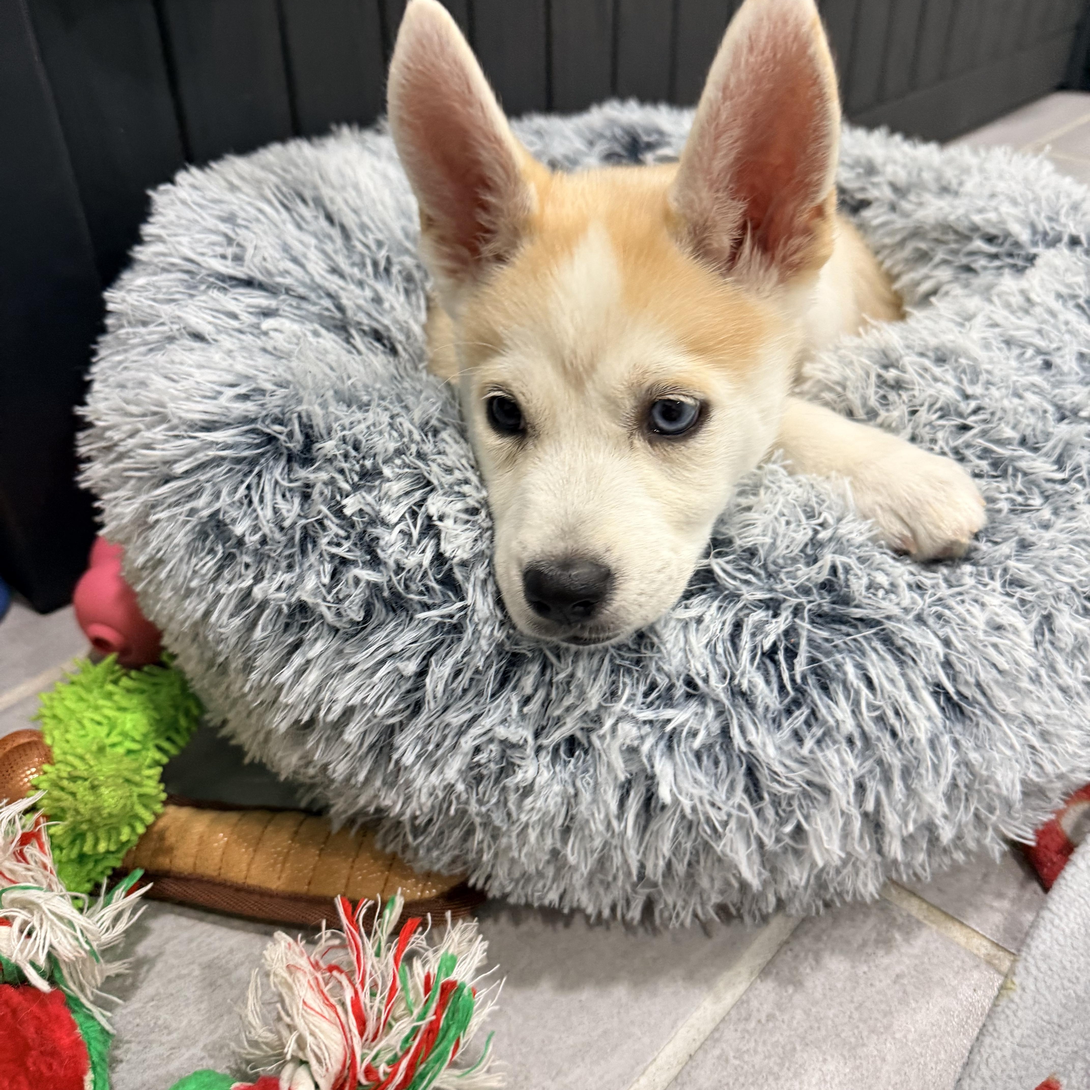 Enlarge Suki, a Adoptable mixed breed in Copiague, NY image 2/6