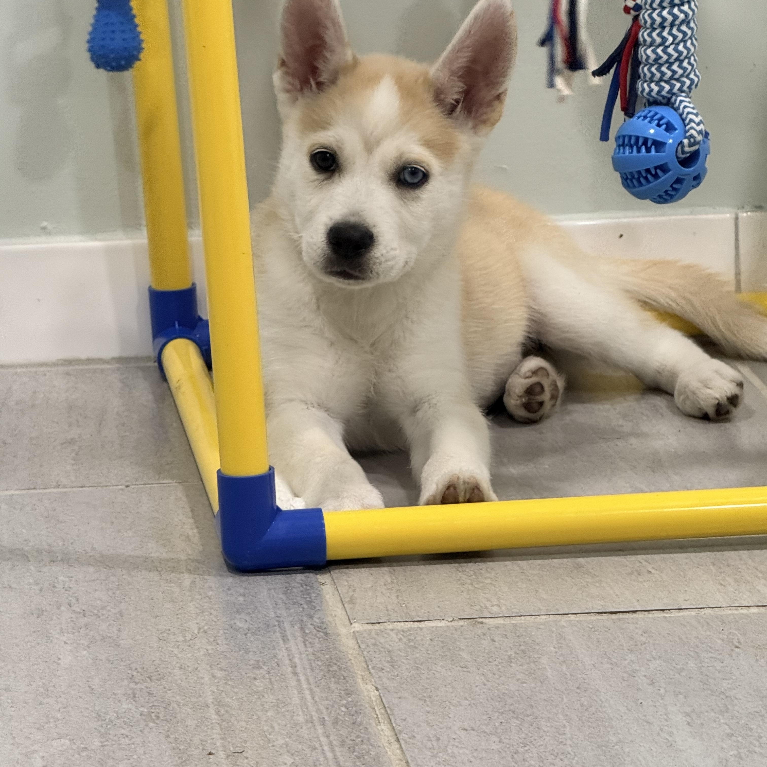 Enlarge Suki, a Adoptable mixed breed in Copiague, NY image 3/6