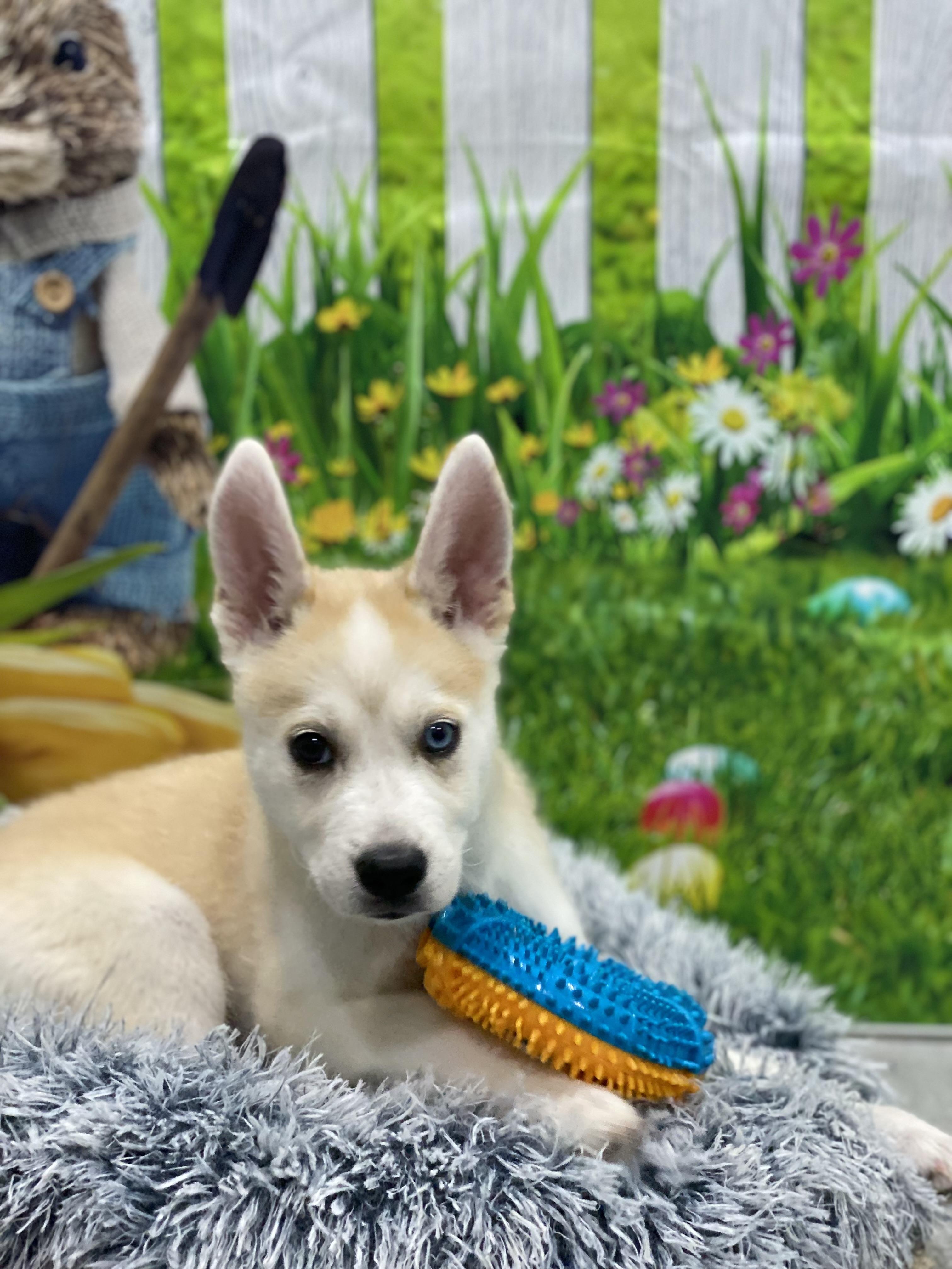 Enlarge Suki, a Adoptable mixed breed in Copiague, NY image 5/6