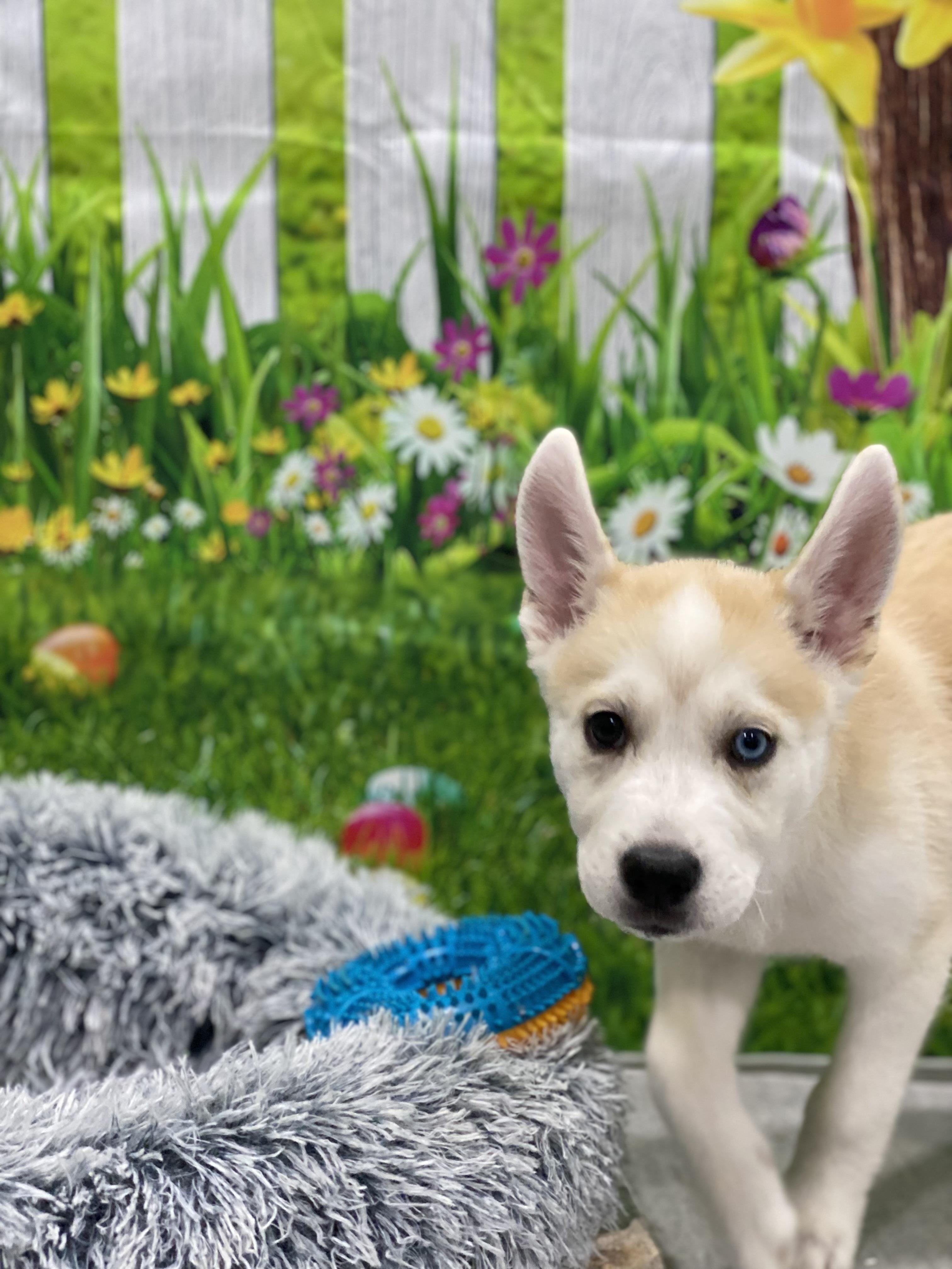 Enlarge Suki, a Adoptable mixed breed in Copiague, NY image 6/6