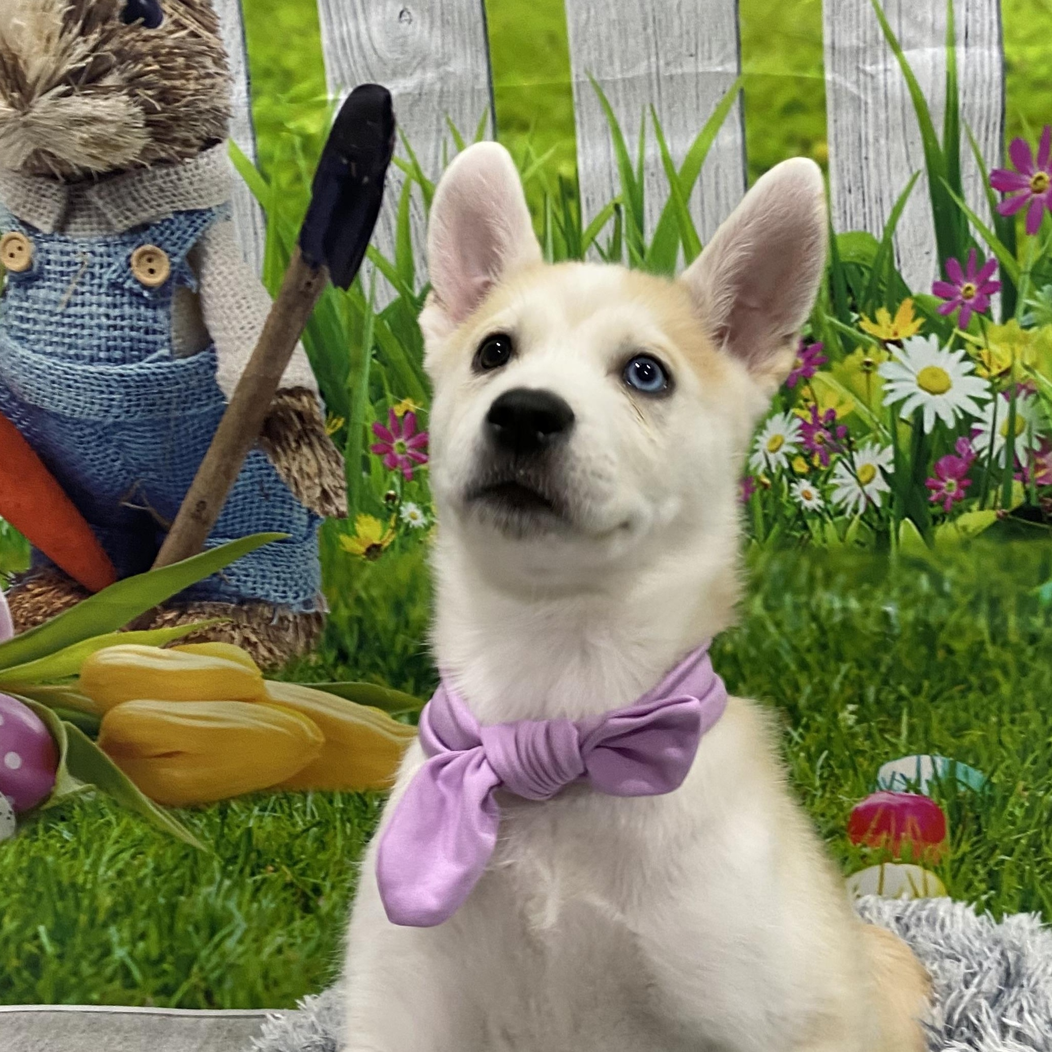 Suki, Adoptable, Puppy Female Husky.