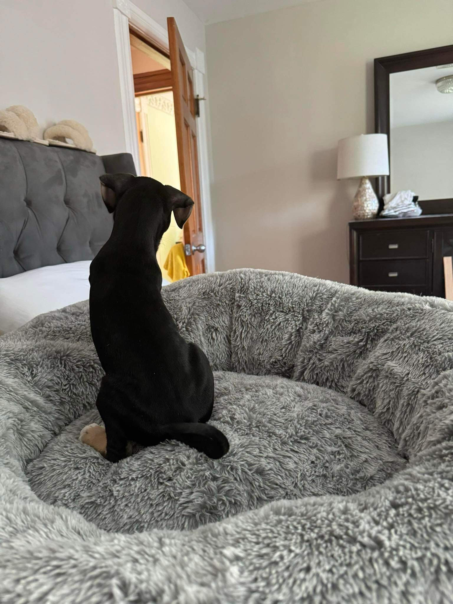 Enlarge Frankie, a Adopted Pit Bull Terrier in Villa Park, IL image 6/6