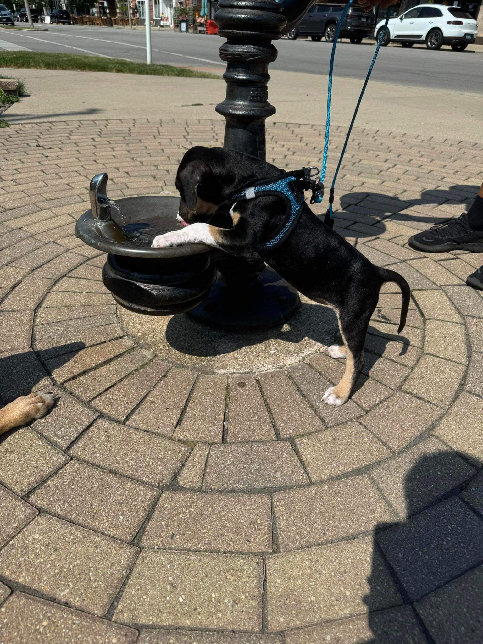 Enlarge Frankie, a Adopted Pit Bull Terrier in Villa Park, IL image 2/6