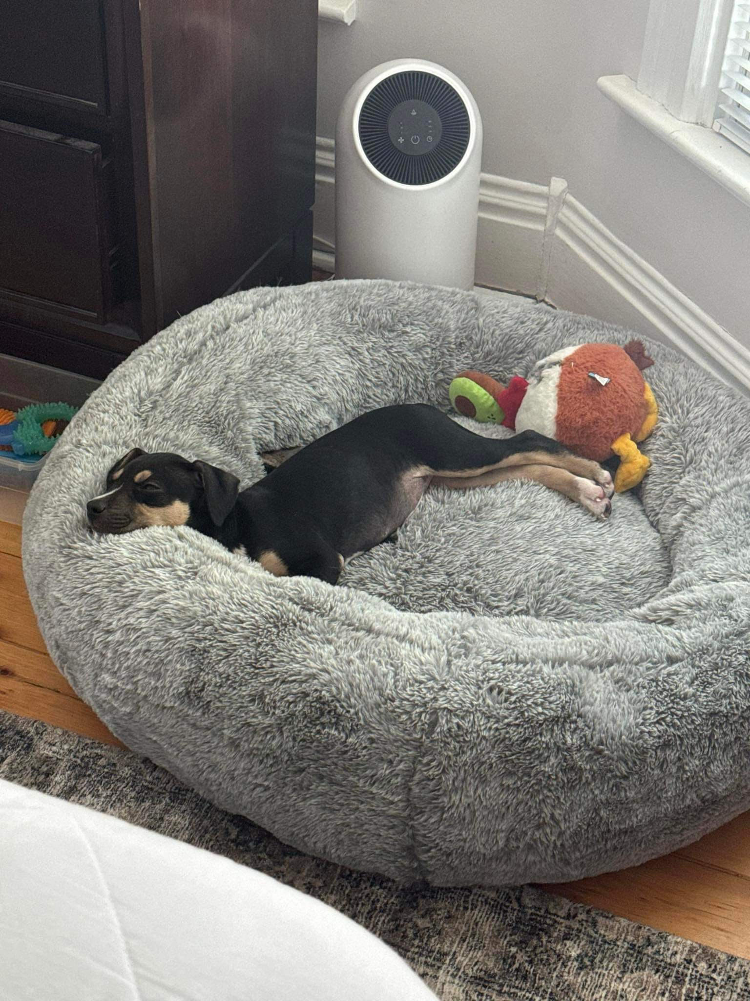 Frankie, Adopted, Puppy Female Pit Bull Terrier.