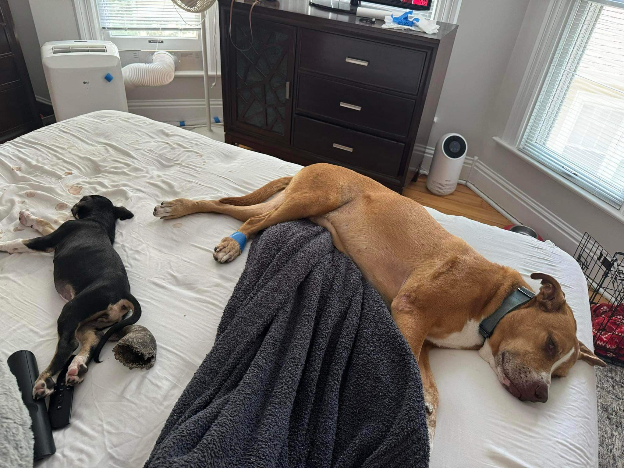 Enlarge Frankie, a Adopted Pit Bull Terrier in Villa Park, IL image 4/6