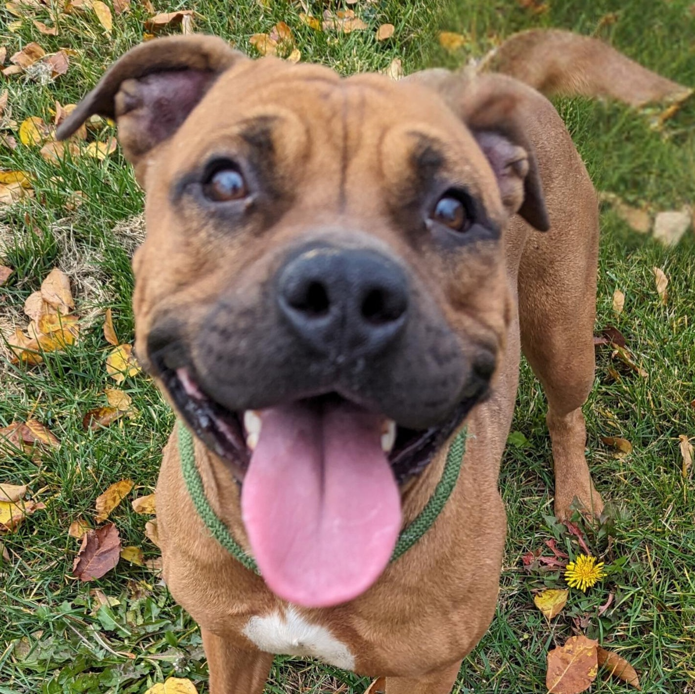Enlarge Clawdeen, a Adoptable mixed breed in Valparaiso, IN image 2/4