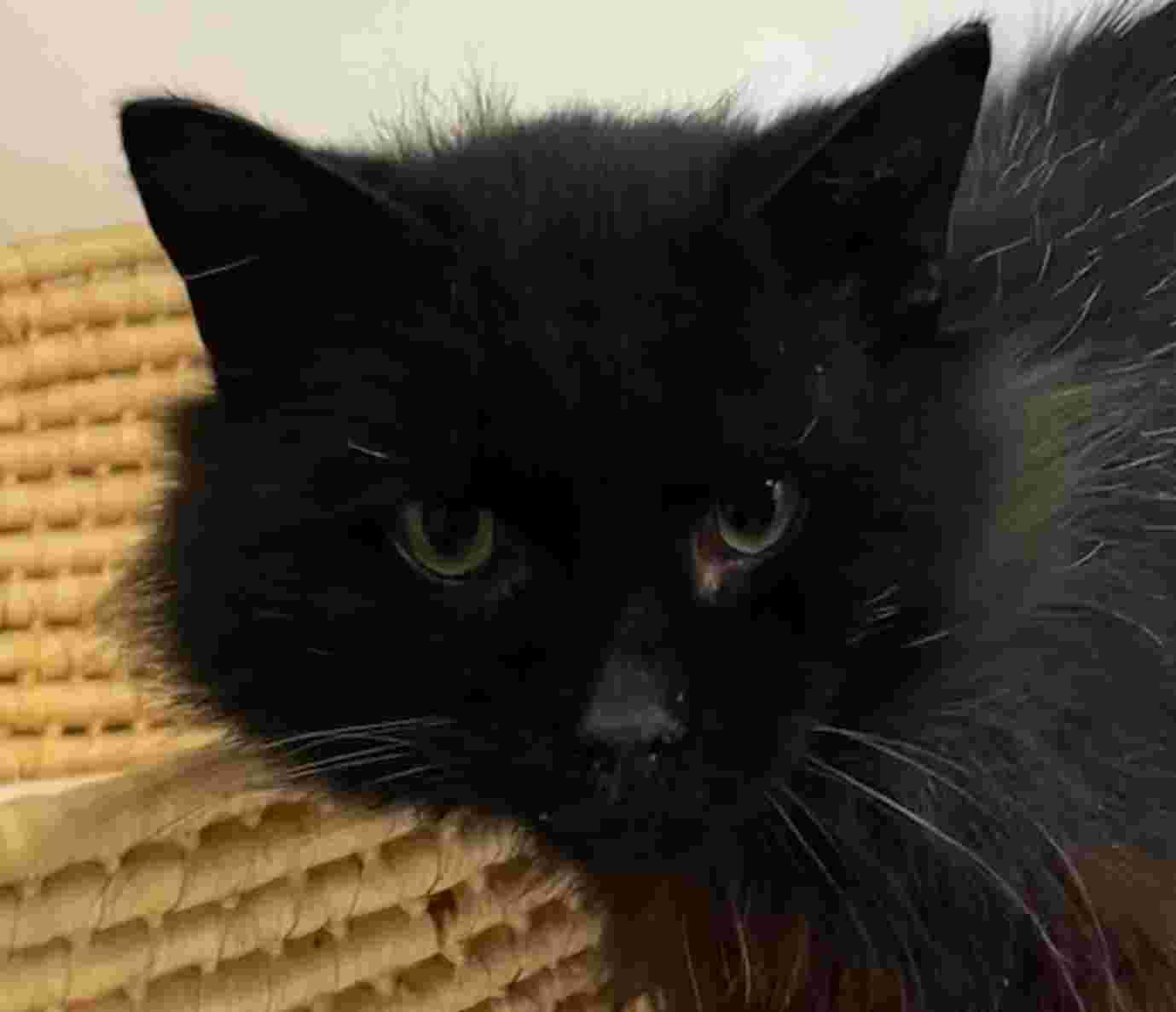 Chris Purrdia, a ADOPTABLE Domestic Medium Hair in New Castle, IN image 2/2