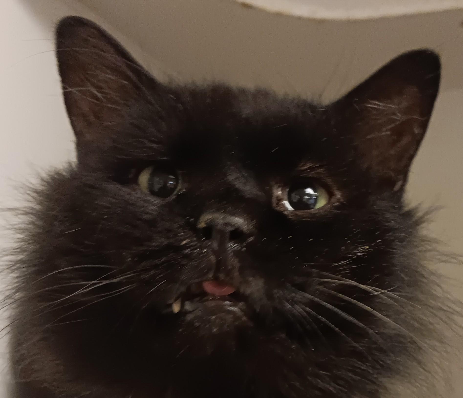 Chris Purrdia, ADOPTABLE, Adult Male Domestic Medium Hair.