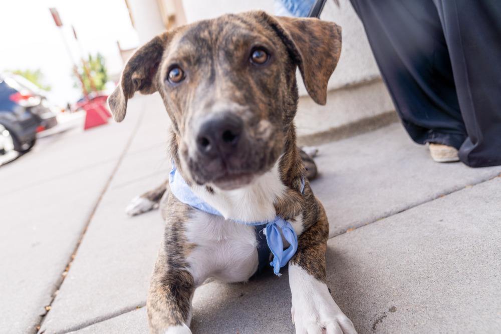 Enlarge Gio, a Adoptable mixed breed in Colorado Springs, CO image 1/6