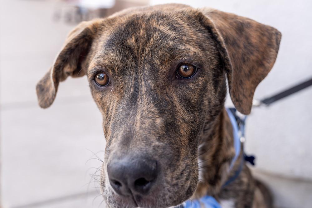 Enlarge Gio, a Adoptable mixed breed in Colorado Springs, CO image 2/6