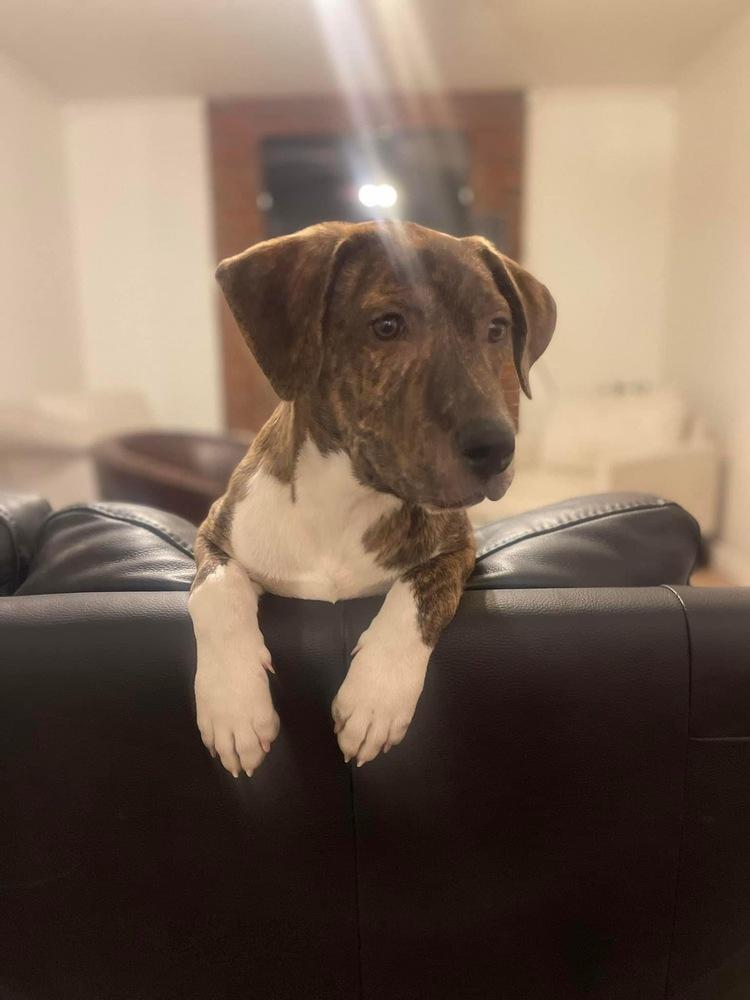 Enlarge Gio, a Adoptable mixed breed in Colorado Springs, CO image 3/6