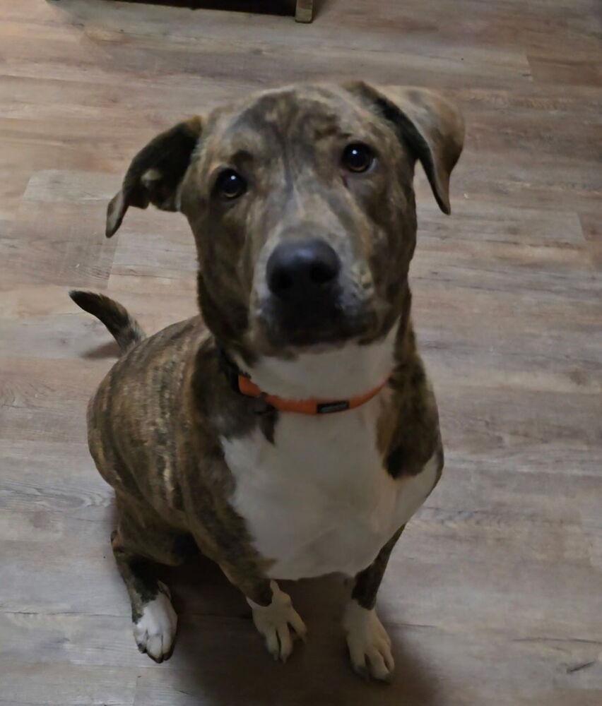 Enlarge Gio, a Adoptable mixed breed in Colorado Springs, CO image 2/5