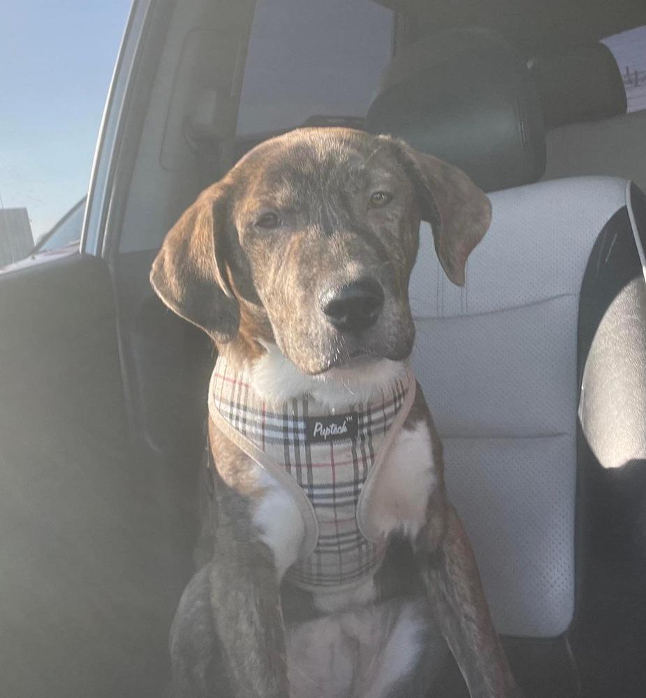 Enlarge Gio, a Adoptable mixed breed in Colorado Springs, CO image 4/6