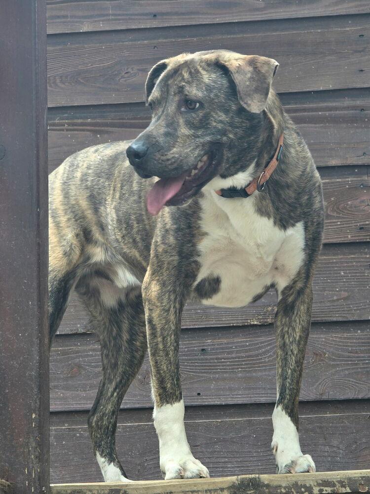 Enlarge Gio, a Adoptable mixed breed in Colorado Springs, CO image 3/5