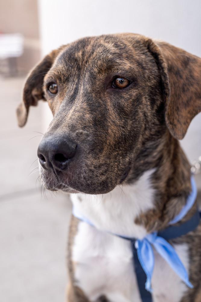Enlarge Gio, a Adoptable mixed breed in Colorado Springs, CO image 5/6