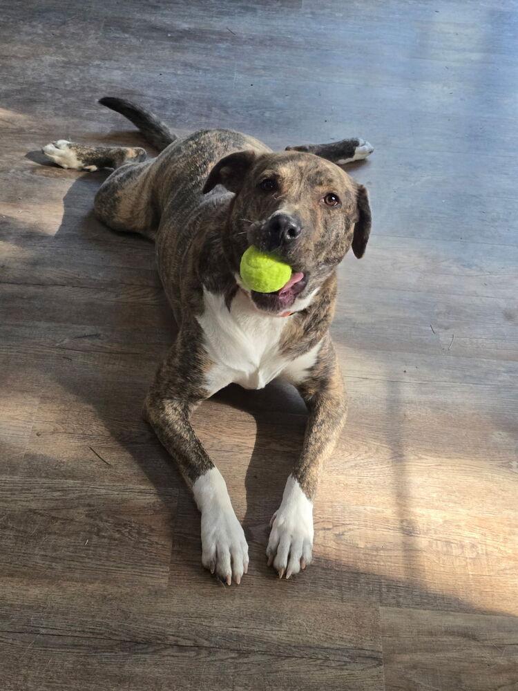 Enlarge Gio, a Adoptable mixed breed in Colorado Springs, CO image 4/5