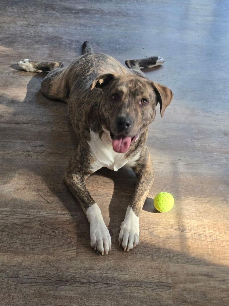 Enlarge Gio, a Adoptable mixed breed in Colorado Springs, CO image 5/5
