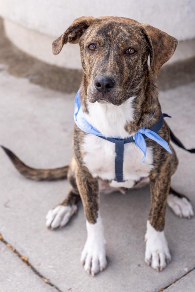 Enlarge Gio, a Adoptable mixed breed in Colorado Springs, CO image 6/6