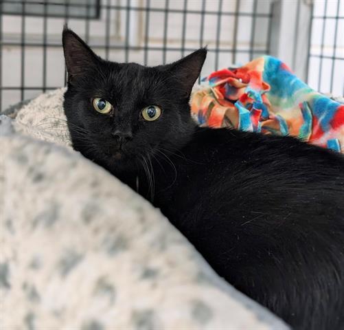 Enlarge BELINDA, a Adoptable Domestic Short Hair in Canfield, OH image 1/1