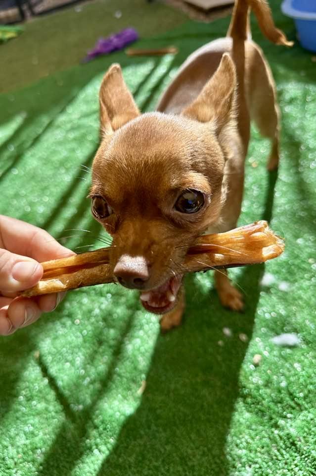 Cheese, a Adopted mixed breed in Tempe, AZ image 1/6