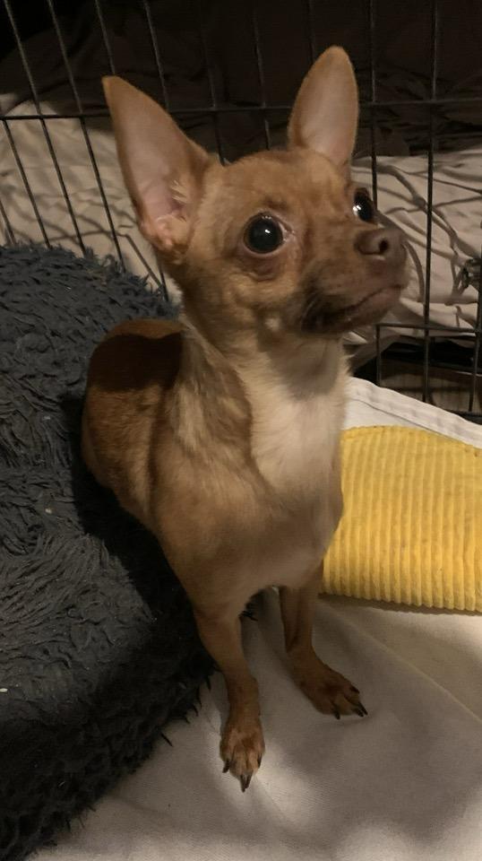 Cheese, a Adopted mixed breed in Tempe, AZ image 2/6