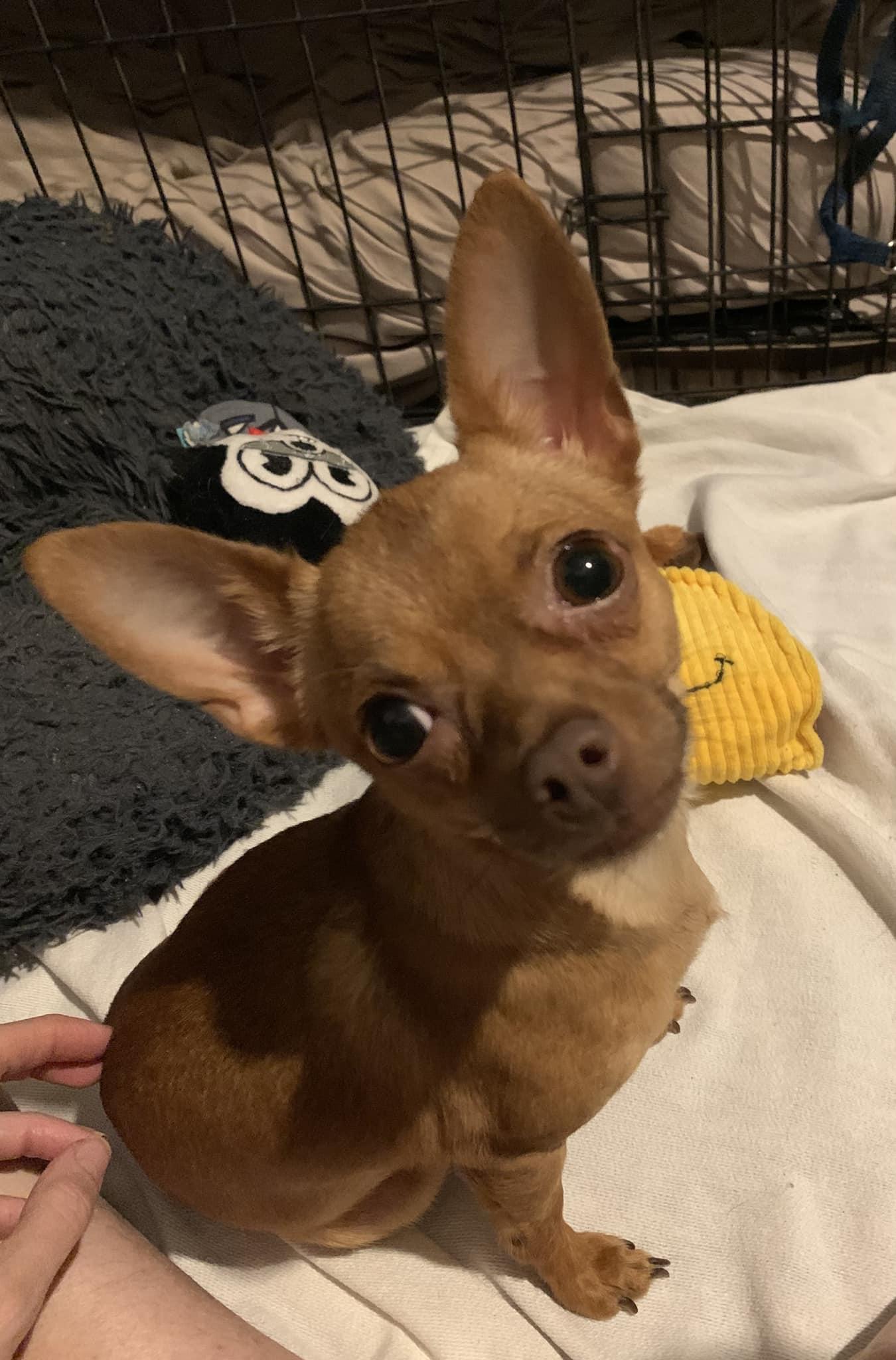 Cheese, a Adopted mixed breed in Tempe, AZ image 3/6