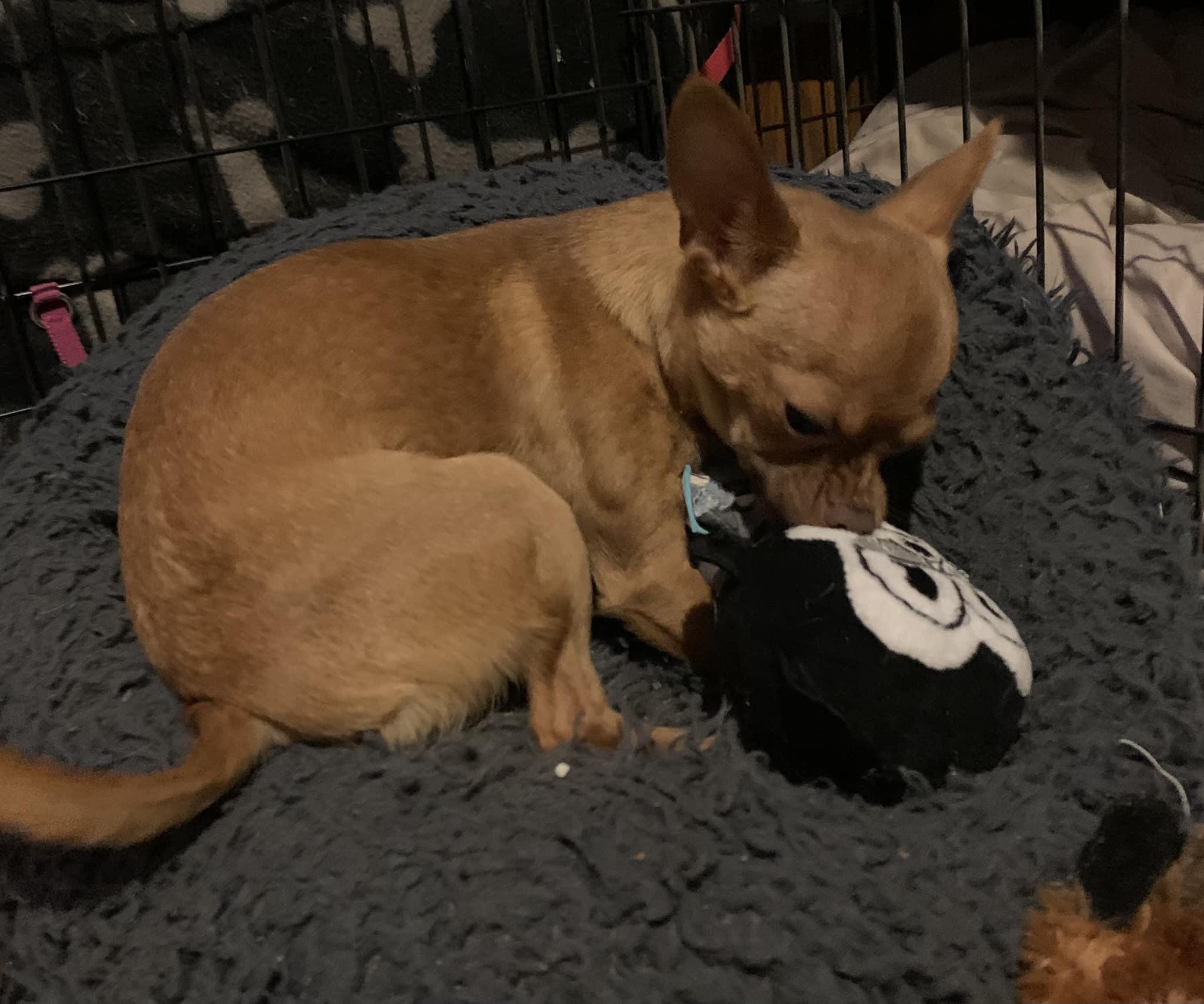 Cheese, a Adopted mixed breed in Tempe, AZ image 4/6