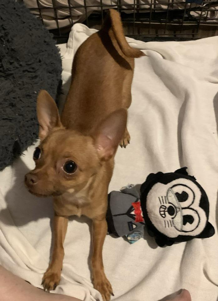 Cheese, a Adopted mixed breed in Tempe, AZ image 5/6