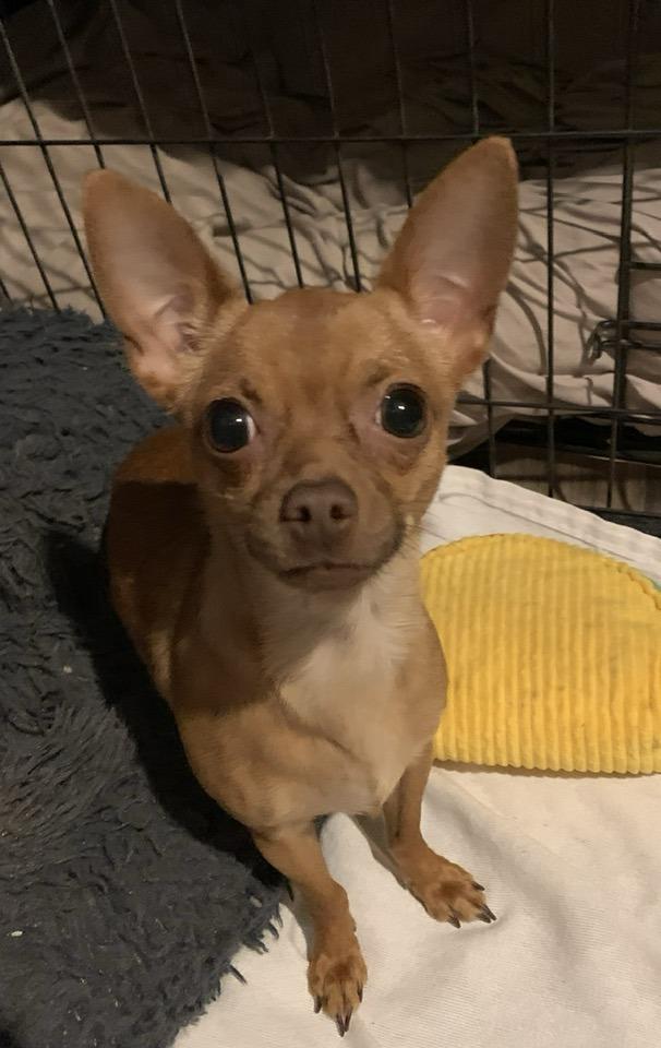 Cheese, a Adopted mixed breed in Tempe, AZ image 6/6