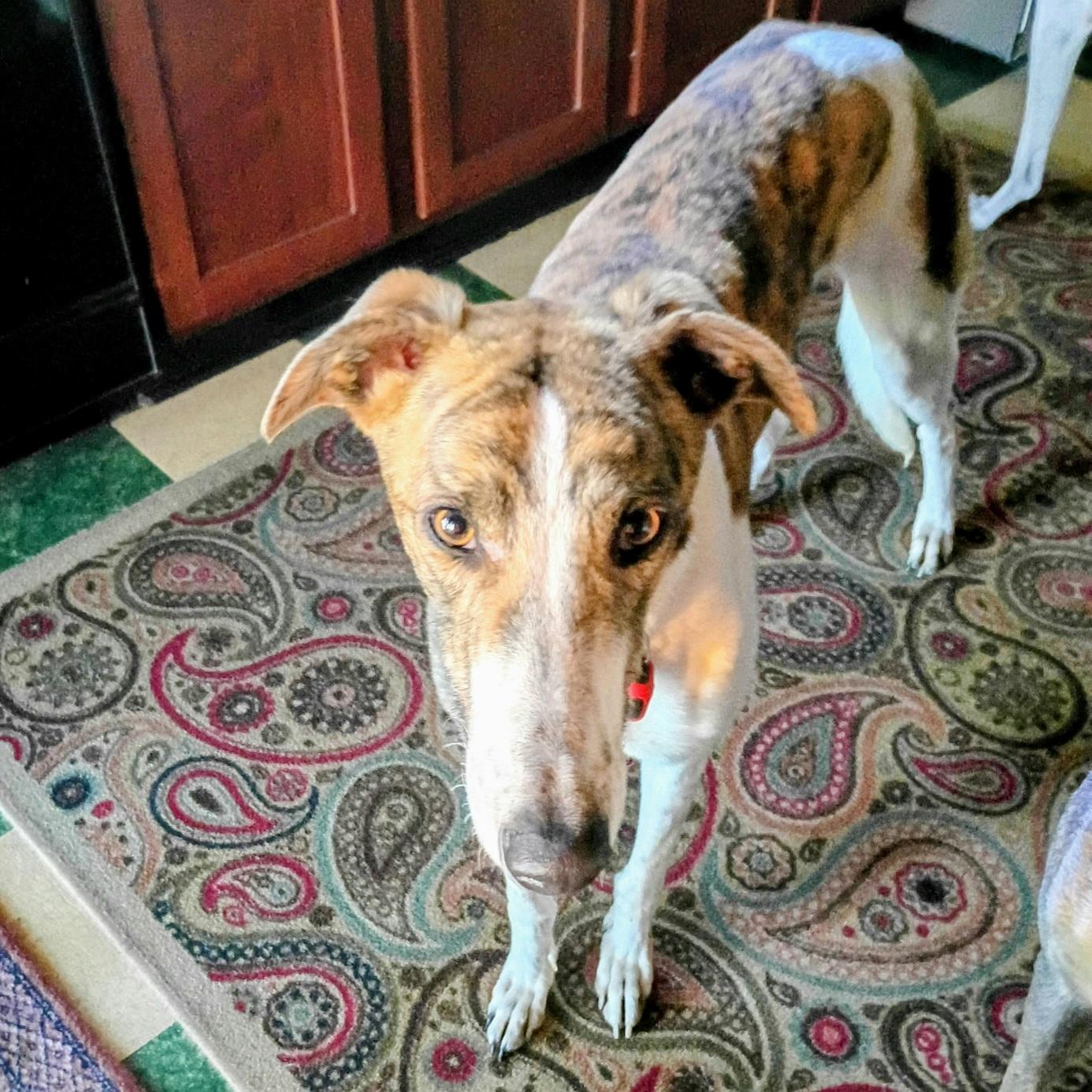 Zach, Adoptable, Young Male Greyhound.