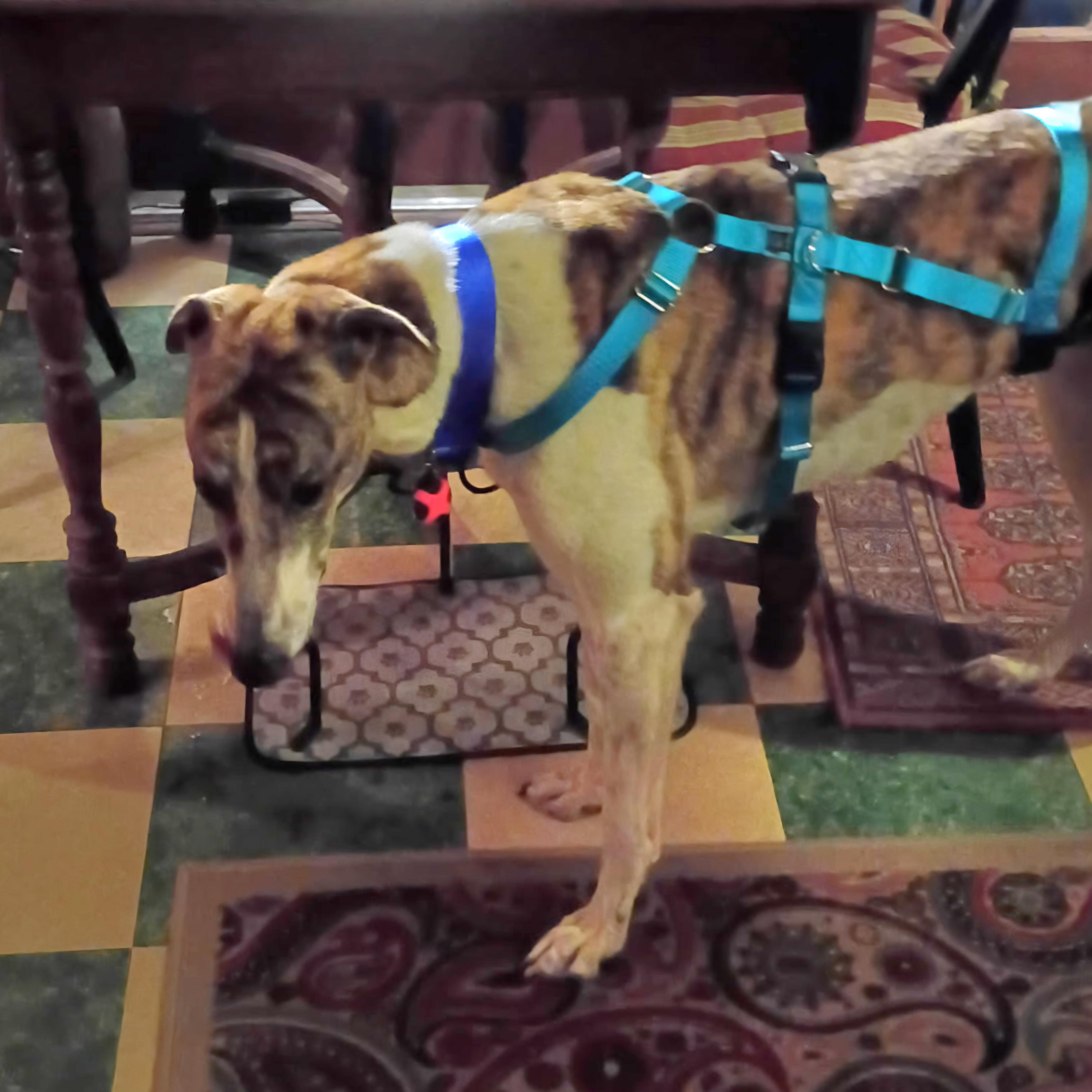 Enlarge Zach, a Adoptable Greyhound in Tarpon Springs, FL image 1/4