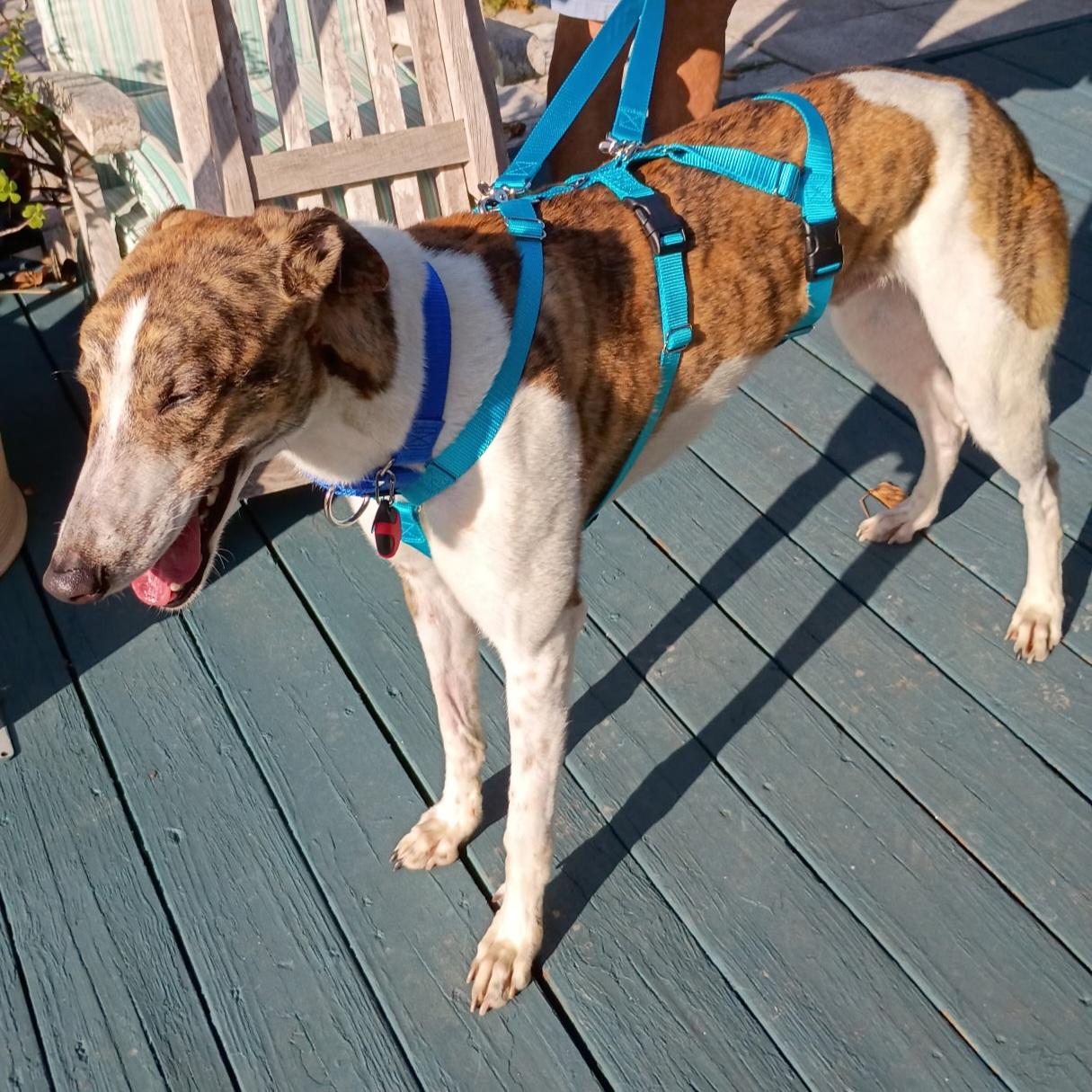 Enlarge Zach, a Adoptable Greyhound in Tarpon Springs, FL image 2/4